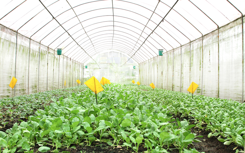 Greenhouse in Quan Fa Organic Farm